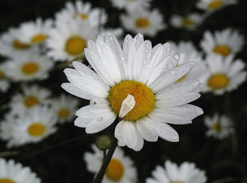 Blume IMG_2297 Kopie.jpg   26.04.jpg -                                